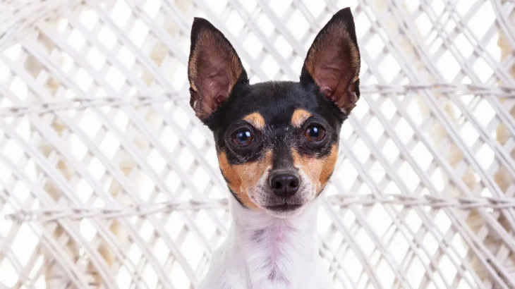 Toy Fox Terrier Dog photo