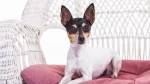 Toy Fox Terrier Dog photo