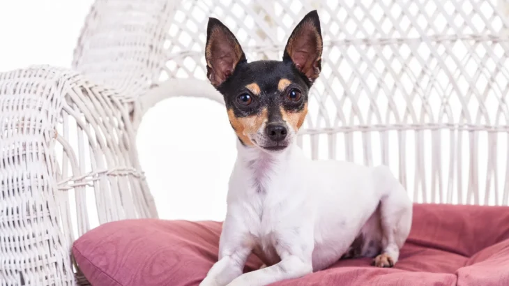 Toy Fox Terrier Dog photo