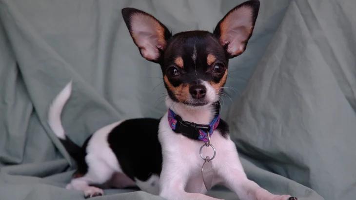 Toy Fox Terrier Dog photo