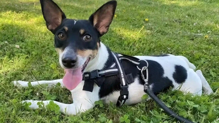Toy Fox Terrier Dog photo