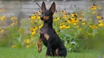 Toy Manchester Terrier Dog photo