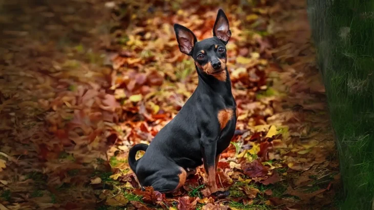 Toy Manchester Terrier Dog photo