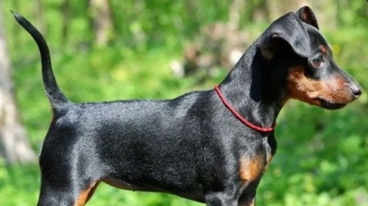 Toy Manchester Terrier Dog photo