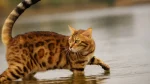 Toyger Cat photo
