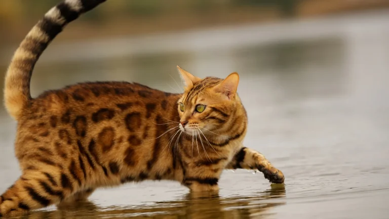 Toyger Cat photo