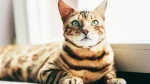 Toyger Cat photo