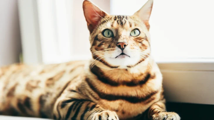 Toyger Cat photo