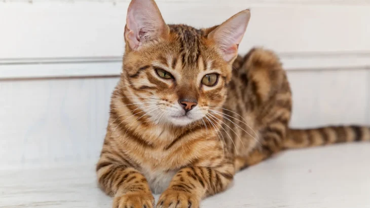 Toyger Cat photo