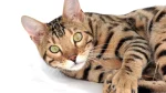 Toyger Cat photo