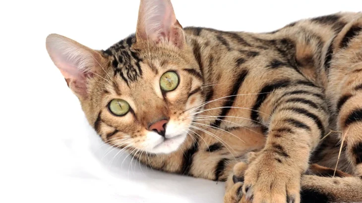 Toyger Cat photo