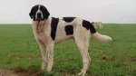 Mastif Transmontano Dog photo