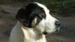 Mastif Transmontano Dog photo