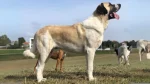 Mastif Transmontano Dog photo