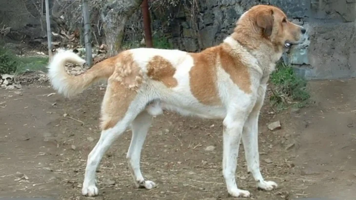 Mastif Transmontano Dog photo