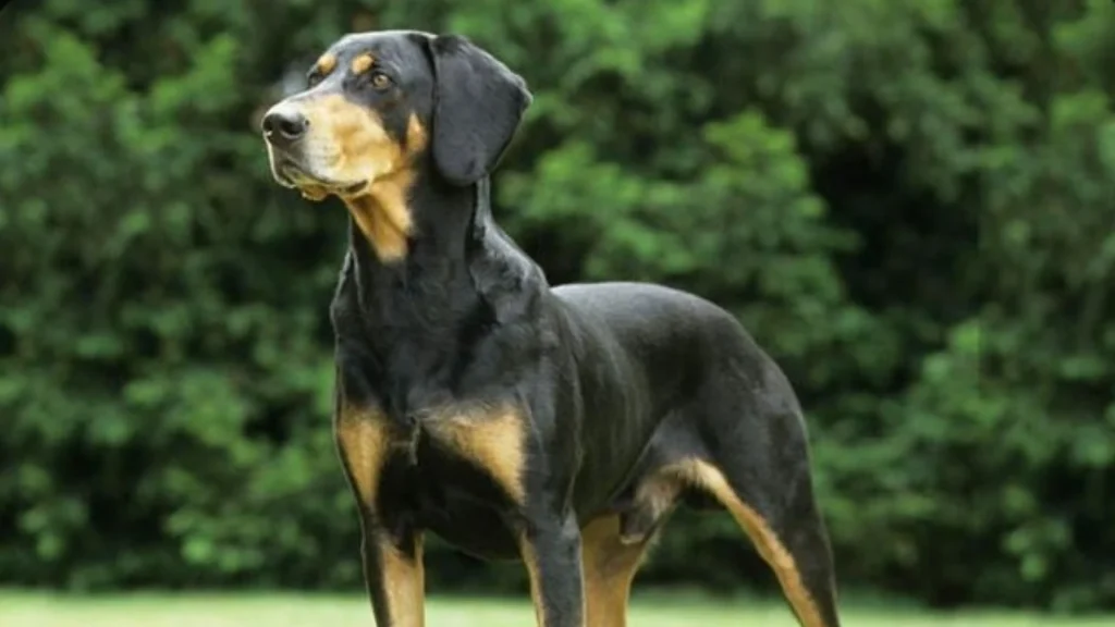 Transylvanian Hound Dog photo