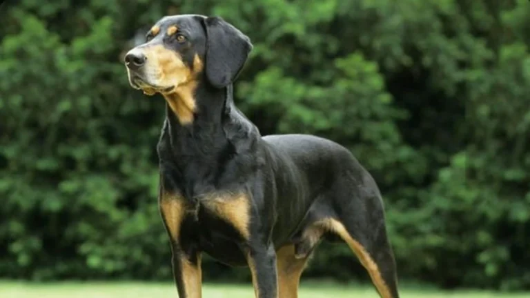 Transylvanian Hound Dog photo