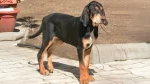 Transylvanian Hound Dog photo