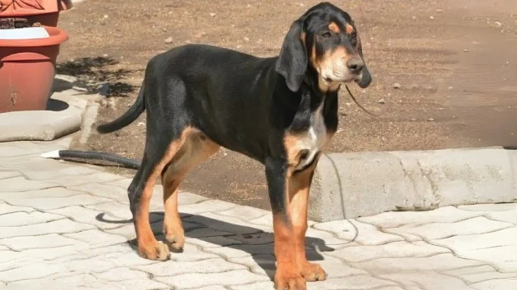 Transylvanian Hound Dog photo