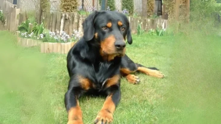 Transylvanian Hound Dog photo