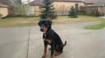 Transylvanian Hound Dog photo