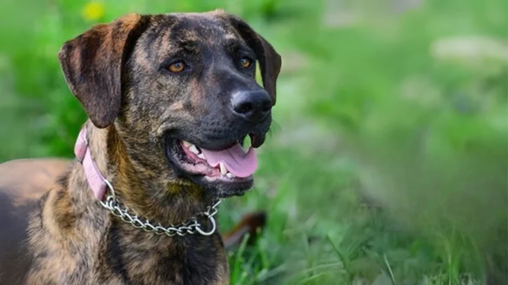 Treeing Tennessee Brindle Dog photo
