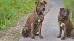 Treeing Tennessee Brindle Dog photo