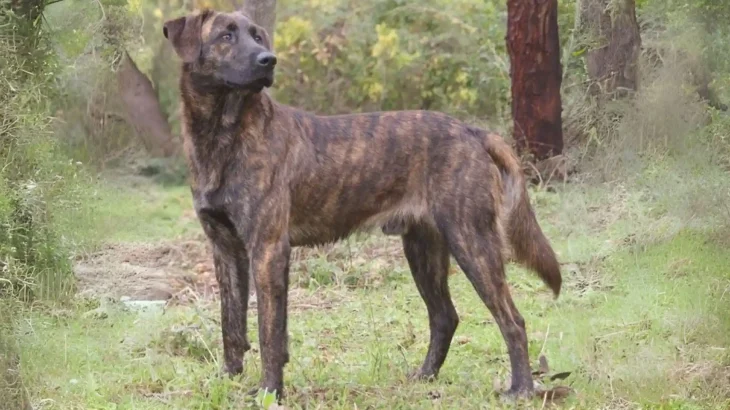 Treeing Tennessee Brindle Dog photo