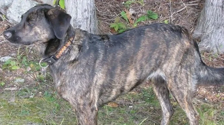 Treeing Tennessee Brindle Dog photo
