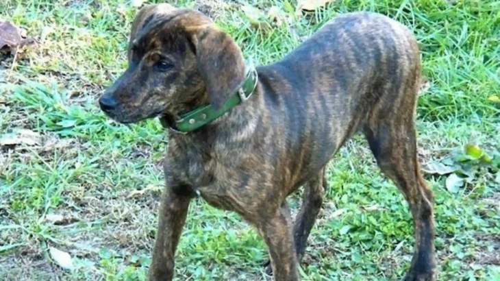 Treeing Tennessee Brindle Dog photo