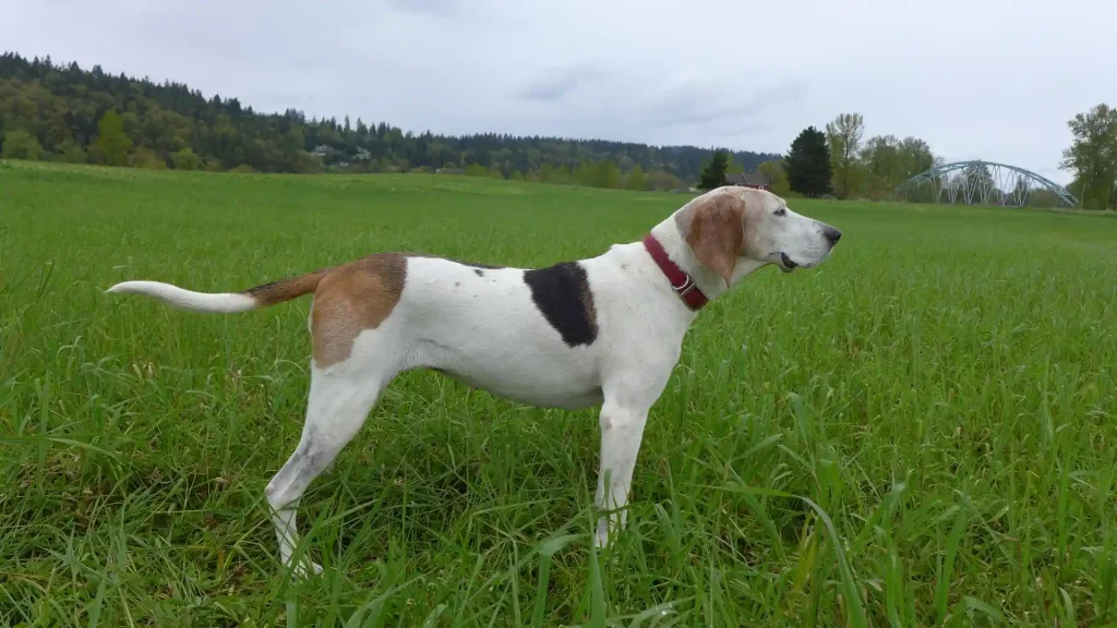 Treeing Walker Coonhound Dog photo
