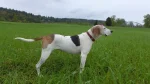 Treeing Walker Coonhound Dog photo