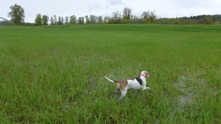 Treeing Walker Coonhound Dog photo