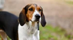 Treeing Walker Coonhound Dog photo