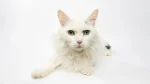 Angora Turco Cat photo