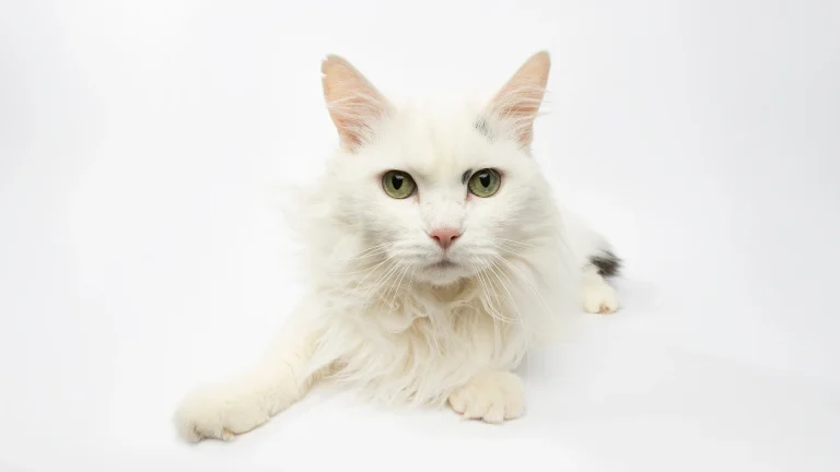 Angora Turco Cat photo