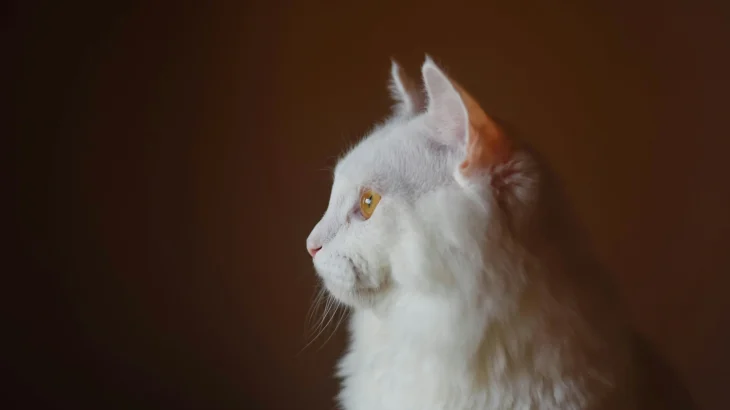 Angora Turco Cat photo