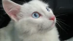 Angora Turco Cat photo