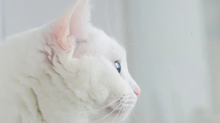 Angora Turco Cat photo