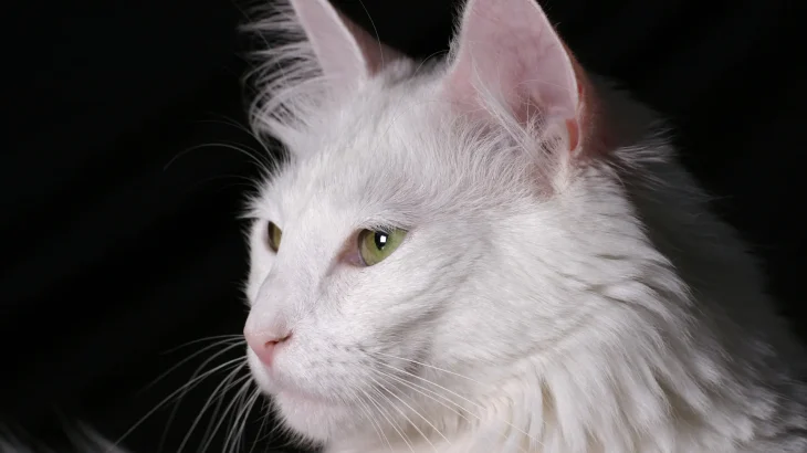 Angora Turco Cat photo
