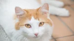 Turkish Van Cat photo