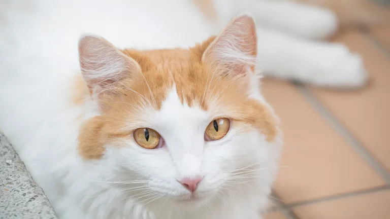 Turkish Van Cat photo
