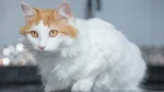 Turkish Van Cat photo
