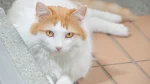 Turkish Van Cat photo