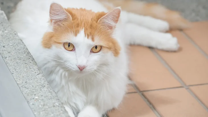 Turkish Van Cat photo