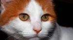 Turkish Van Cat photo