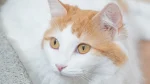 Turkish Van Cat photo