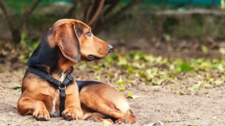 Tyrolean Hound Dog photo