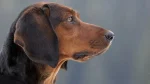 Tyrolean Hound Dog photo