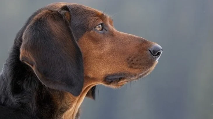 Tyrolean Hound Dog photo